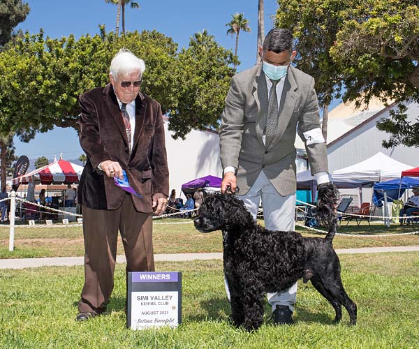 Angus winning a major at the Simi Valley show